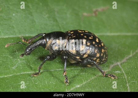 snoot weevil (Liparus glabrirostris), sitzt auf einem Blatt, Deutschland Stockfoto