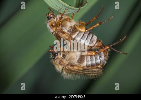 Sommerchafer (Amphimallon solstitiale, Rhizotragus solstitialis), Paarung, Deutschland Stockfoto