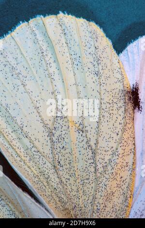 Klein weiß, Kohlschmetterling, importierter Kohlwurm (Pieris rapae, Artogeia rapae), Detail von Flügelschuppen, Makroaufnahme, Deutschland Stockfoto