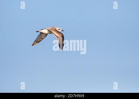 mittelmeermöwe (Ichthyaetus melanocephalus, Larus melanocephalus), im Flug unreif, Bulgarien Stockfoto