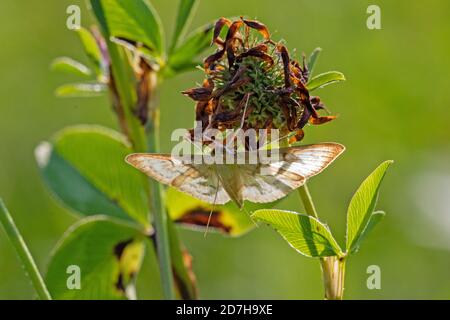 Perlmutter (Pleuroptya ruralis, Syllepta ruralis, Pleuroptya verticalis), auf einer Klee-Infrakteszenz im Gegenlicht, Deutschland, Bayern Stockfoto