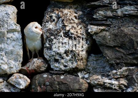 Scheune Eule (Tyto alba), Sitzstangen in einer Wand Nische und Peering, Vereinigtes Königreich, Wales, Pembrokeshire Stockfoto