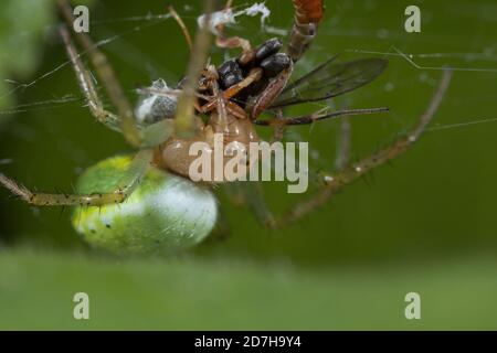 Kürbisspinne, Kürbisspinne (Araniella cucurbitina, Araneus cucurbitinus), Wraps Beute, Deutschland Stockfoto