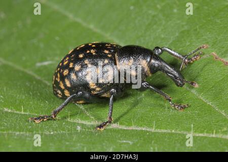 snoot weevil (Liparus glabrirostris), sitzt auf einem Blatt, Deutschland Stockfoto