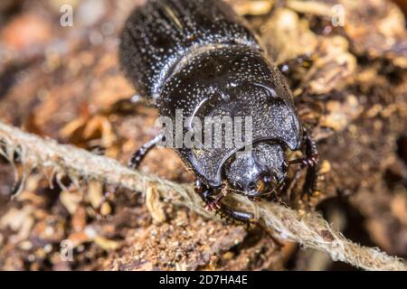 nashornkäfer, kleiner europäischer Nashornkäfer (Sinodendron cylindricum), weiblich, Deutschland Stockfoto