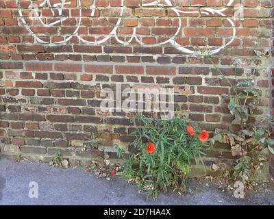 Mohnblume, Mohnblume, Rotmohn (Papaver rhoeas), Pflanzen in der Stadt, Deutschland Stockfoto