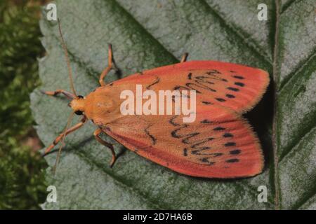 Rosiger Fußmann (Miltochrista miniata, Phalaena rosacea), auf einem Blatt sitzend, Rückenansicht, Deutschland Stockfoto