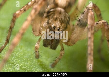 Summende Spinne (Anyphaena akzentuuata), Portrait, Deutschland Stockfoto