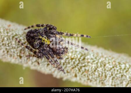 Orb-Weberspinne (Gibbaranea gibbosa), sitzt auf einem Stamm, Deutschland Stockfoto