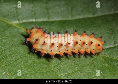 Südliches Festoon (Zerynthia polyxena), Raupe auf einem Blatt Stockfoto