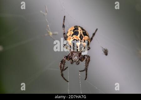 Furchspinne, Furche Orbweaver Spider (Larinioides cornutus, Araneus cornutus), Spinne im Netz, Deutschland Stockfoto