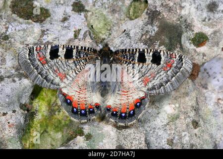 Falscher apollo (Archon apollinus), sitzt auf dem Boden, Griechenland Stockfoto