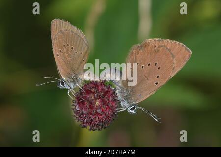 Dunkelblau (Phengaris nausithous, Maculinea nausithous, Glaucopsyche nausithous), auf Great burnet, Sanguisorba officinalis, Deutschland Stockfoto