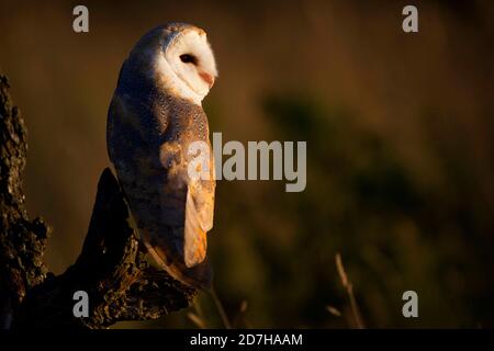 Scheune Owl (Tyto alba), auf einem Aussichtspunkt, Vereinigtes Königreich, Wales, Pembrokeshire Stockfoto