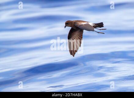 wilsons Sturmsturmsturmvogel (Oceanites oceanicus), im Flug über dem Atlantik, Seitenansicht, Madeira Stockfoto