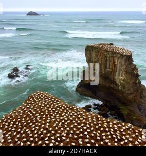 Australische Gannet, Australasian Gannet (Morus Serrator, Sula Serrator), Kolonie am felsigen Ufer, Neuseeland, Nordinsel, Muriwai Gannet Stockfoto