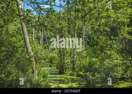 herthasee, Deutschland, Mecklenburg-Vorpommern, Rügen, Nationalpark Jasmund Stockfoto