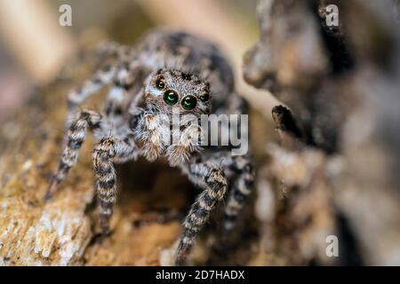 Spinne (Aelurillus V-insignitus, Phlegra V-insignita, Attus V-insignitus, Ictidops V-insignitus), sitzt auf dem Boden, Deutschland Stockfoto