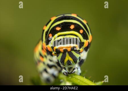 Swallowtail (Pieris brassicae), Caterpillar, Porträt, Deutschland Stockfoto