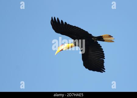 Faltenhornvogel, Sunda Faltenhornvogel (Aceros corrugatus, Rhabdotorrhinus corrugatus), im Flug, Malaysia, Borneo, Sabah Stockfoto