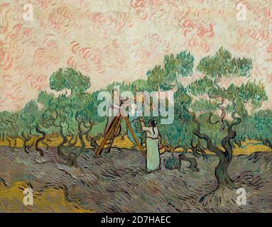 Women Picking Olives, Vincent van Gogh, 1889, Metropolitan Museum of Art, Manhattan, New York City, USA, Nordamerika Stockfoto