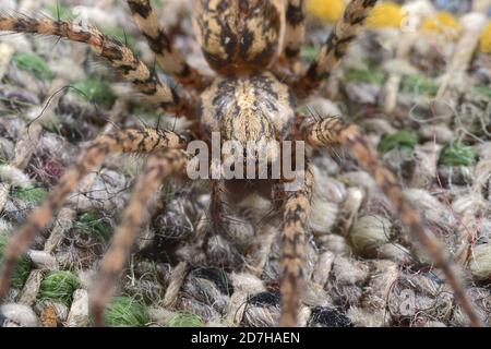 Kohlspinne (Tegenaria ferruginea, Malthonica ferruginea), Portrait, Deutschland Stockfoto