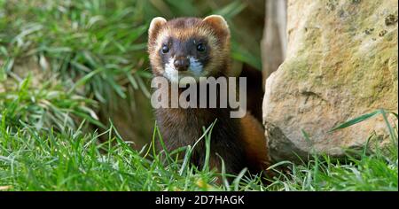 Europäischer Polecat (Mustela putorius), neben einem Felsbrocken sitzend, Vorderansicht, Vereinigtes Königreich, Wales, Pembrokeshire Stockfoto