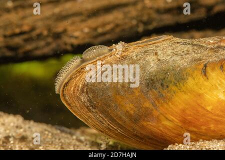 Malermuschel (Unio pictorum, Pollicepes pictorum), Siphon sichtbar, Deutschland Stockfoto