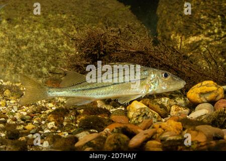 Gestreifte Rübe, Schraetzer, Donaufuffe (Gymnocephalus schraetzer, Gymnocephalus schraetser), männlich, Deutschland Stockfoto