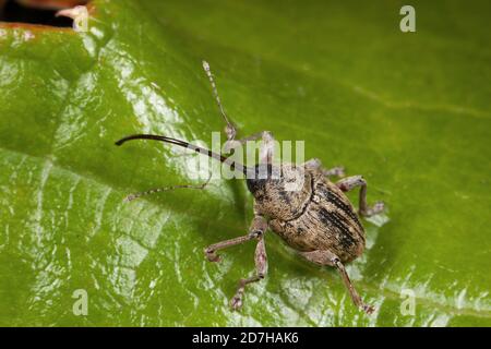 Acorn weevil (Curculio glandium, Curculio tesellatus, Balaninus glandium), sitzt auf einem Blatt, Deutschland Stockfoto