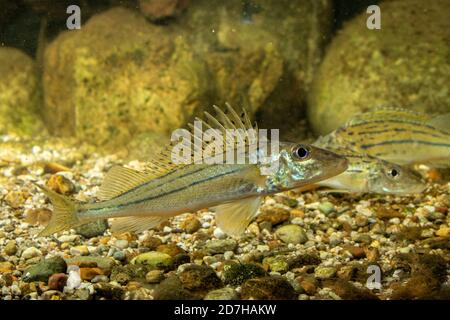 Gestreifte Rübe, Schraetzer, Donaufuffe (Gymnocephalus schraetzer, Gymnocephalus schraetser), männlich, Deutschland Stockfoto