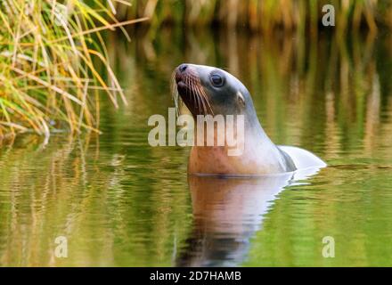 Hooker-Seelöwe, Seelöwe aus Neuseeland, Seelöwe aus Auckland (Phocarctos hookeri), unreifes Weibchen, das in der Nähe des Ufers ein Bad nimmt, Neuseeland, Auckland Stockfoto