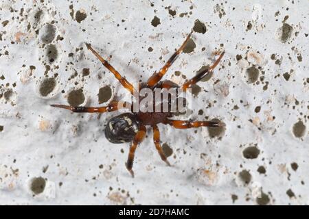 Spinnweben (Steatoda phalerata, Asagena phalerata), sitzt auf dem Boden, Deutschland Stockfoto