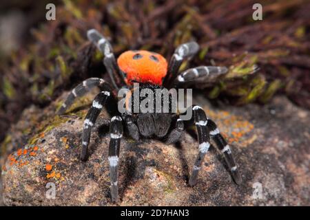 Rote Marienkäfer-Spinne (Eresus sandaliatus), Männchen auf einem Stein, Vorderansicht, Deutschland Stockfoto