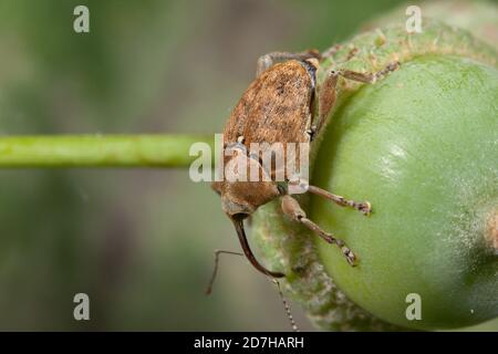 Weevil (Curculio venosus), sitzt auf einer Eichel, Deutschland Stockfoto