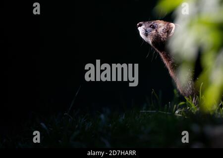 Europäischer Polecat (Mustela putorius), auf einer Wiese sitzend, Seitenansicht, Vereinigtes Königreich, Wales, Pembrokeshire Stockfoto