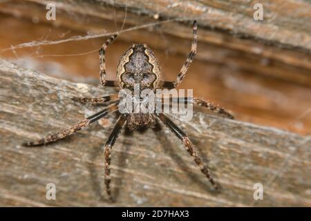 Spaltspinne, Walnuss-Orb-Weaver Spider, Walnuss-Orb Weaver Spider, Walnuss-Orb Weaver (Nuctenea umbratica, Araneus umbracus), sitzt auf Holz, Deutschland Stockfoto