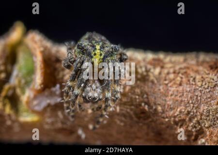 Orb-Weberspinne (Gibbaranea gibbosa), sitzt auf einem Zweig, Deutschland Stockfoto