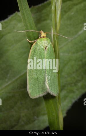 pea-grüne Eiche Locken, grüne Eiche tortrix, Eiche leafroller, grüne Eiche Roller, Eiche tortrix (tortrix viridana), sitzen an einem Grashalm, Rückenansicht, Stockfoto