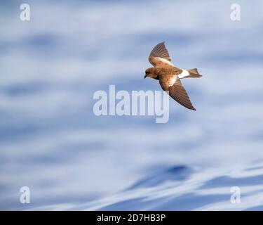 wilsons Sturmsturmsturmvogel (Oceanites oceanicus), im Flug über dem Atlantik, Seitenansicht, Madeira Stockfoto