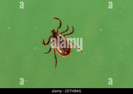 Braune Hundezecke, Zwingerzecke (Rhipicephalus sanguineus), vor grünem Hintergrund, Deutschland, Bayern Stockfoto