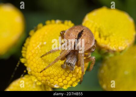 bush Orbweaver, Korbweber (Araneus redii, Agalenatea redii), sitzt auf Tansy, Deutschland Stockfoto