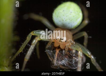 Kürbisspinne, Kürbisspinne (Araniella cucurbitina, Araneus cucurbitinus), sitzt auf einem Blatt, Deutschland Stockfoto