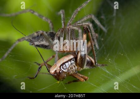 Grastrichterweber, Maze Spinne (Agelena labyrinthica), mit gefangenem Grasnarbe, Deutschland Stockfoto