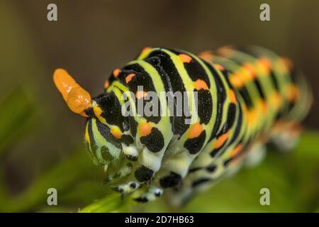 Swallowtail (Pieris brassicae), Caterpillar, Porträt, Deutschland Stockfoto