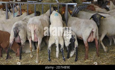 Schafe auf Futterregal im Freilandscheune, Deutschland Stockfoto