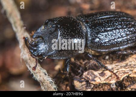 Nashornkäfer, kleinen europäischen Nashornkäfer (Sinodendron Cylindricum), Männlich, Deutschland Stockfoto