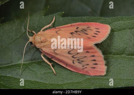 Rosig Lakai (Miltochrista Miniata, Phalaena Rosazea), sitzt auf einem Blatt, Deutschland Stockfoto