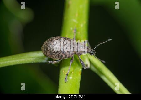 Alfalfa-Schnauzkäfer (Otiorhynchus ligustici), sitzt auf einem Stamm, Deutschland Stockfoto