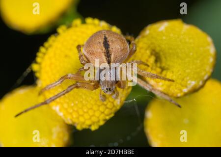 bush Orbweaver, Korbweber (Araneus redii, Agalenatea redii), sitzt auf Tansy, Deutschland Stockfoto